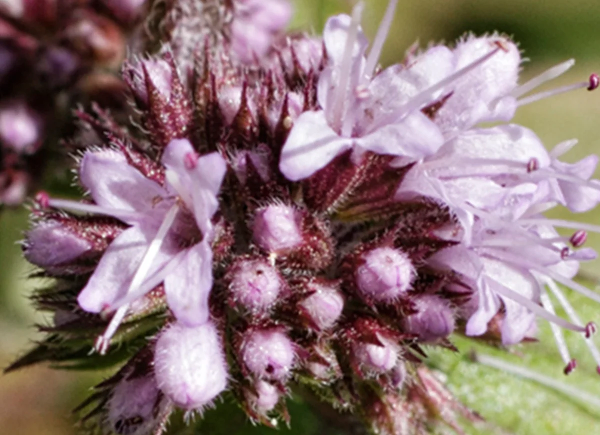 Ingredient Spotlight: Water Mint